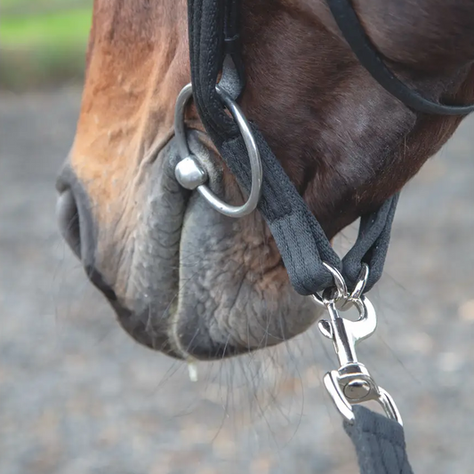 Lunging Adapter