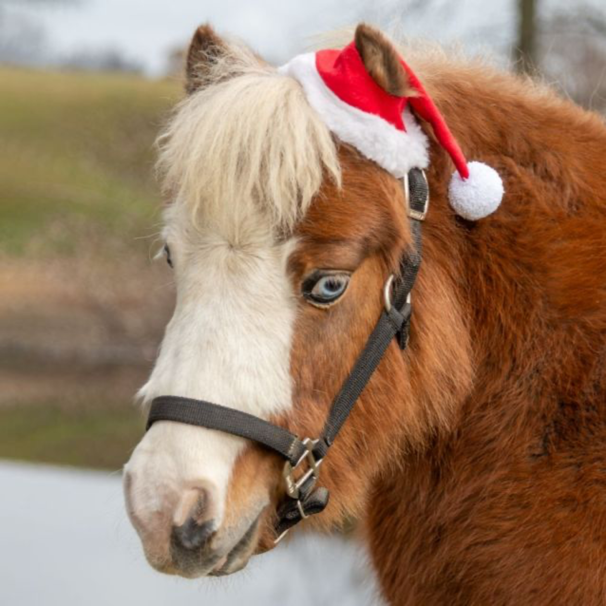 Mini One Ear Santa Hat